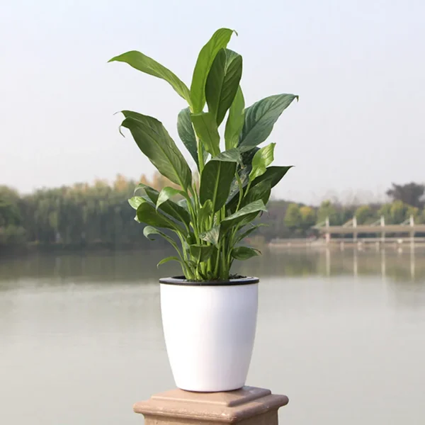 Lazy Flower Pot | Automatic Water-Absorbing Plastic Planter for Home & Garden Decor - Image 4