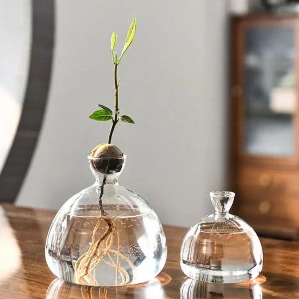 Avocado Seed Starter Vase | Transparent Glass Growing Kit for Plants & Gardening Lovers - Image 3