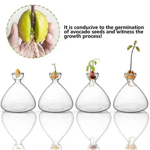 Avocado Seed Starter Vase | Transparent Glass Growing Kit for Plants & Gardening Lovers - Image 5