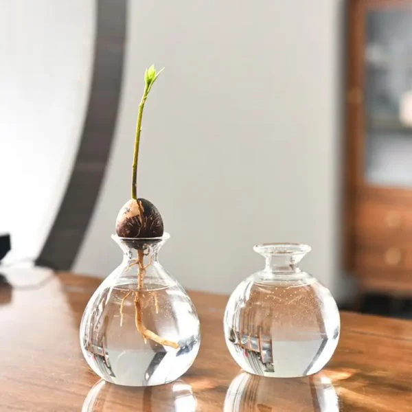 Avocado Seed Starter Vase | Transparent Glass Growing Kit for Plants & Gardening Lovers - Image 4