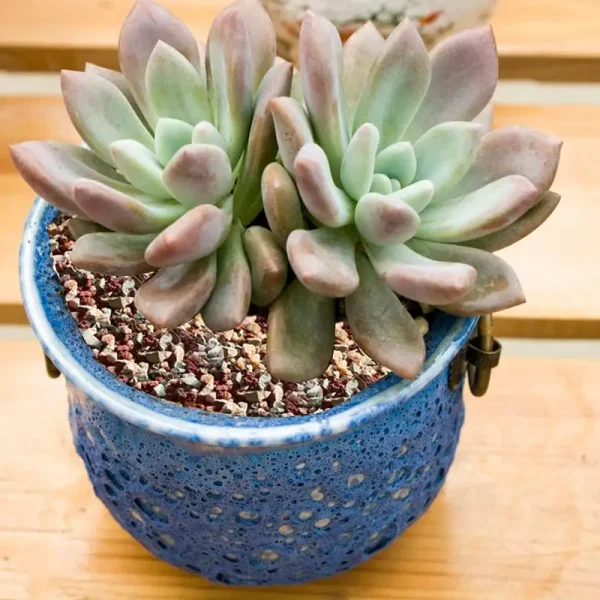 Succulent Stones Breathable Pebbles For Decoration And Supplementation Garden Soil Necessities Aquarium Decors For Yard Potted - Image 3